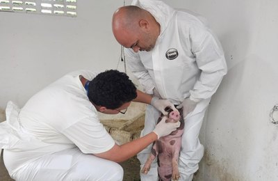 Adeal dá início ao trabalho de vigilância clínica de suínos em Alagoas