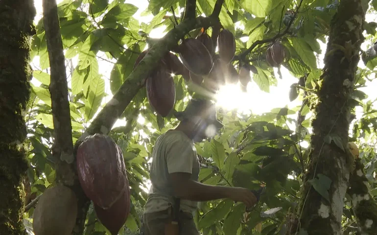 Chocolate: fazendas de cacau modernizam produção para ganhar espaço no mercado diante da escassez do produto