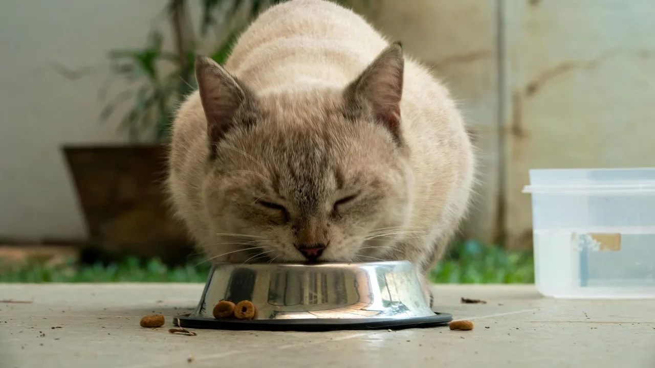 Verão exige atenção à hidratação e à alimentação de cães e gatos