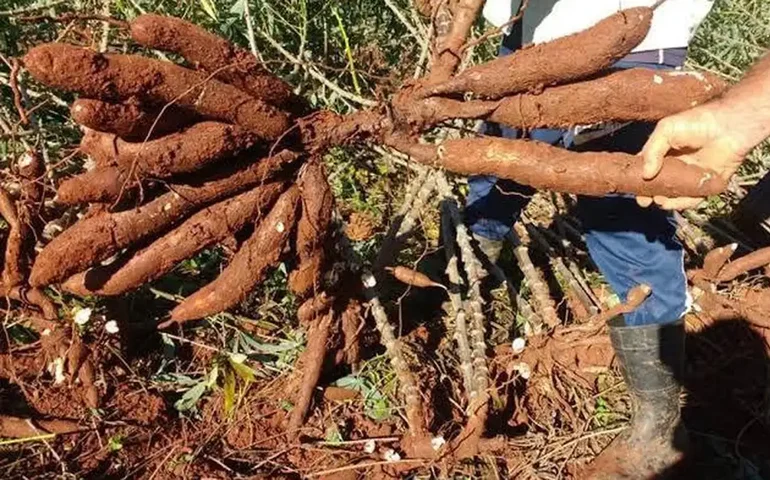 Brasil alerta para disseminação da Vassoura-de-Bruxa da mandioca