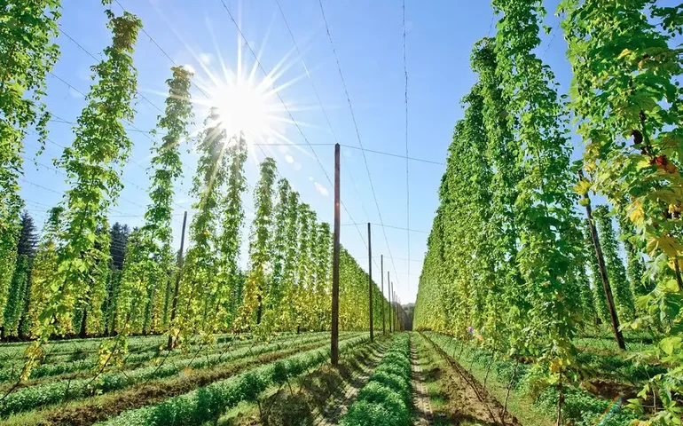 ‘Alma da cerveja’, o lúpulo atrai mais produtores no país 
