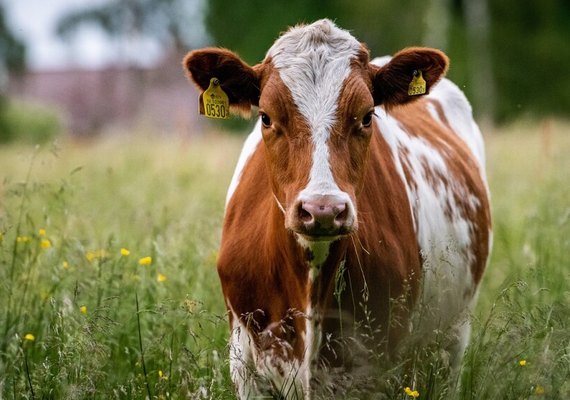 Vacas mugindo e galos cantando: Nova lei francesa impede que vizinhos de fazendas reclamem do barulho