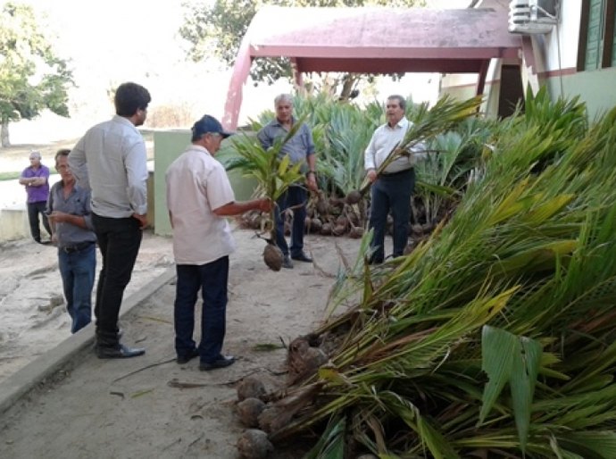 Secretaria de Agricultura distribui mudas de coco para produtores alagoanos