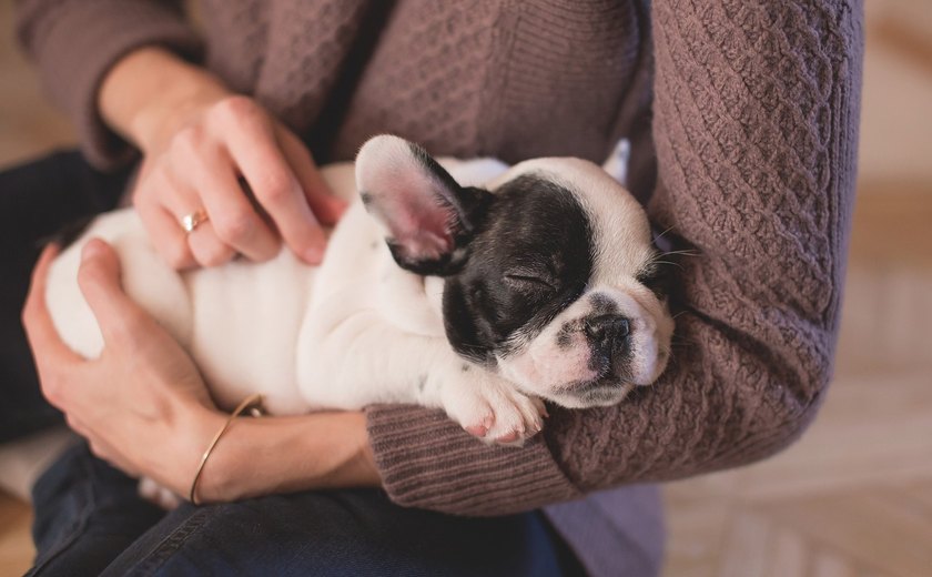 Como agir em emergências com pets e evitar complicações