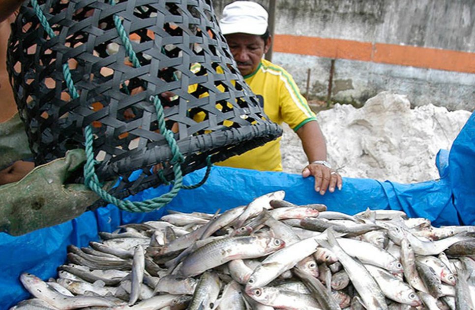 pesca