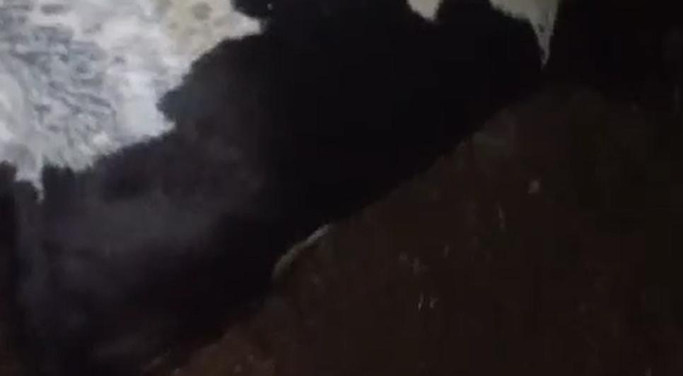 Sete vacas morrem atingidas por raios em Sergipe