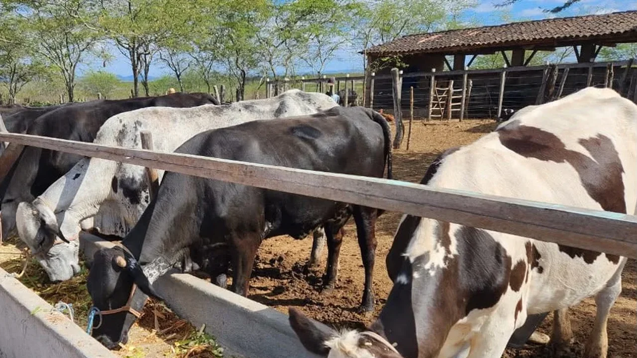Manejo animal e assistência técnica elevam produtividade de leite em dois territórios alagoanos