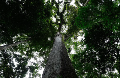 Apesar dos vetos, autonomia da gestão ambiental municipal é comprometida pela nova lei geral de licenciamento