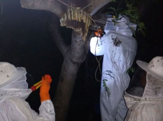 Emater captura enxame de abelha em Santana e doa para apicultora
