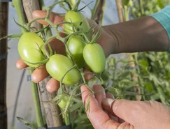 TECPAR-Orgânicos (2).JPG 