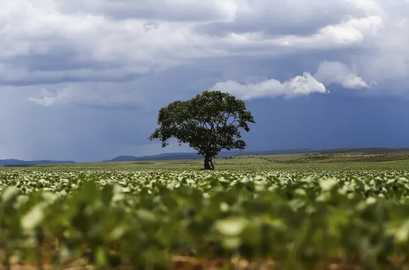 Crédito rural financiou R$ 92,4 bi em áreas com alertas ambientais