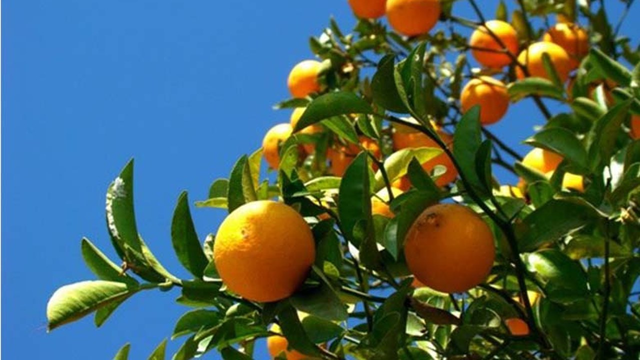 Seminário de fruticultura capacita produtores do Vale do Mundaú