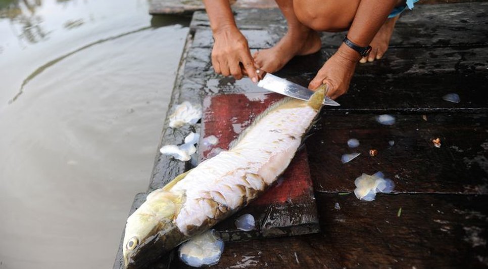 PEIXES AGÊNCIA BRASIL / Foto: Agência Brasil