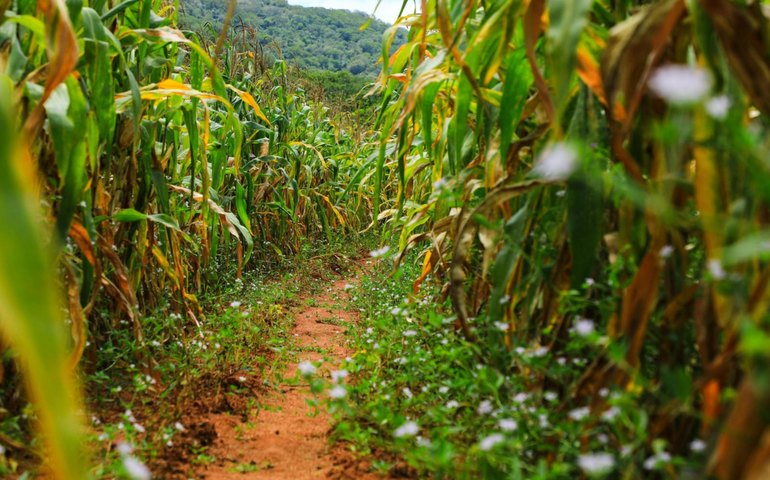 Secretaria de Agricultura promove encontro técnico sobre perspectivas para safra de grãos em Alagoas