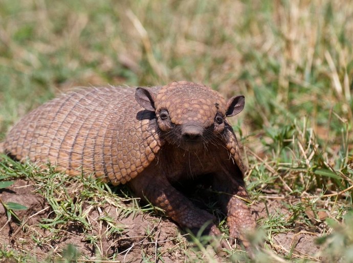 IMA/AL e Sesau alertam: tatupeba pode transmitir a hanseníase