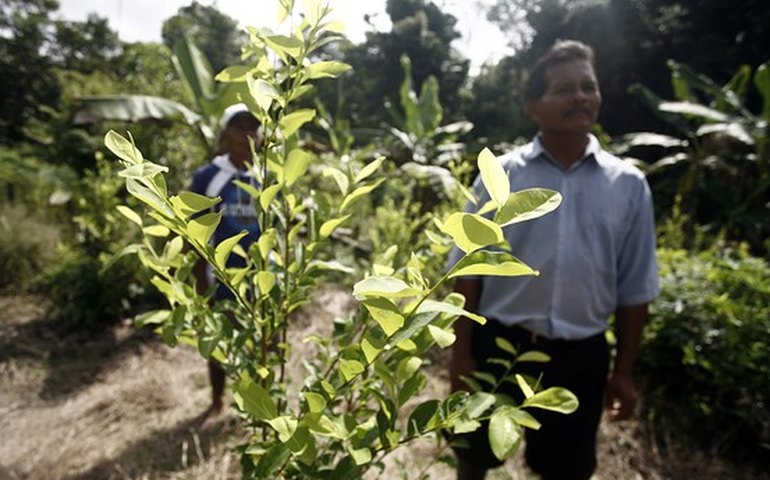 Peru elimina mais de 6 mil hectares de folhas de coca destinadas ao tráfico de drogas