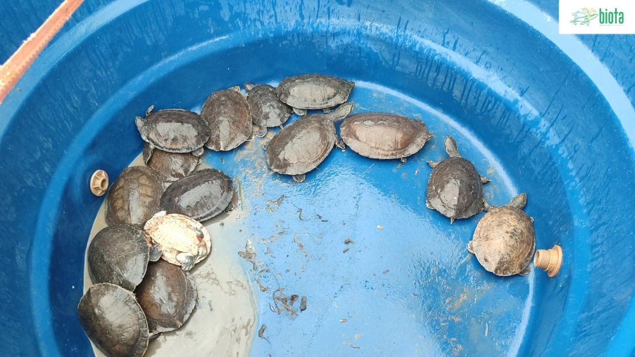 Técnicos do IMA e do Instituto Biota resgatam animais silvestres e garantem cuidados adequados