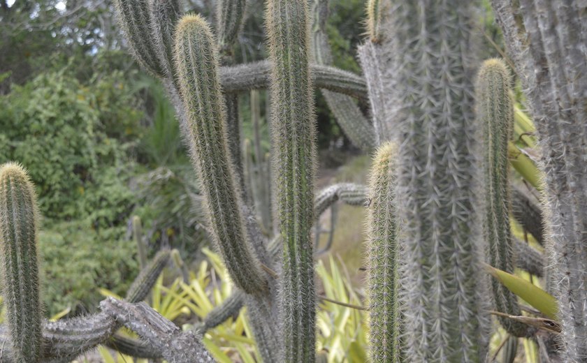 Na semana da Caatinga IMA-AL promove conscientização e preservação