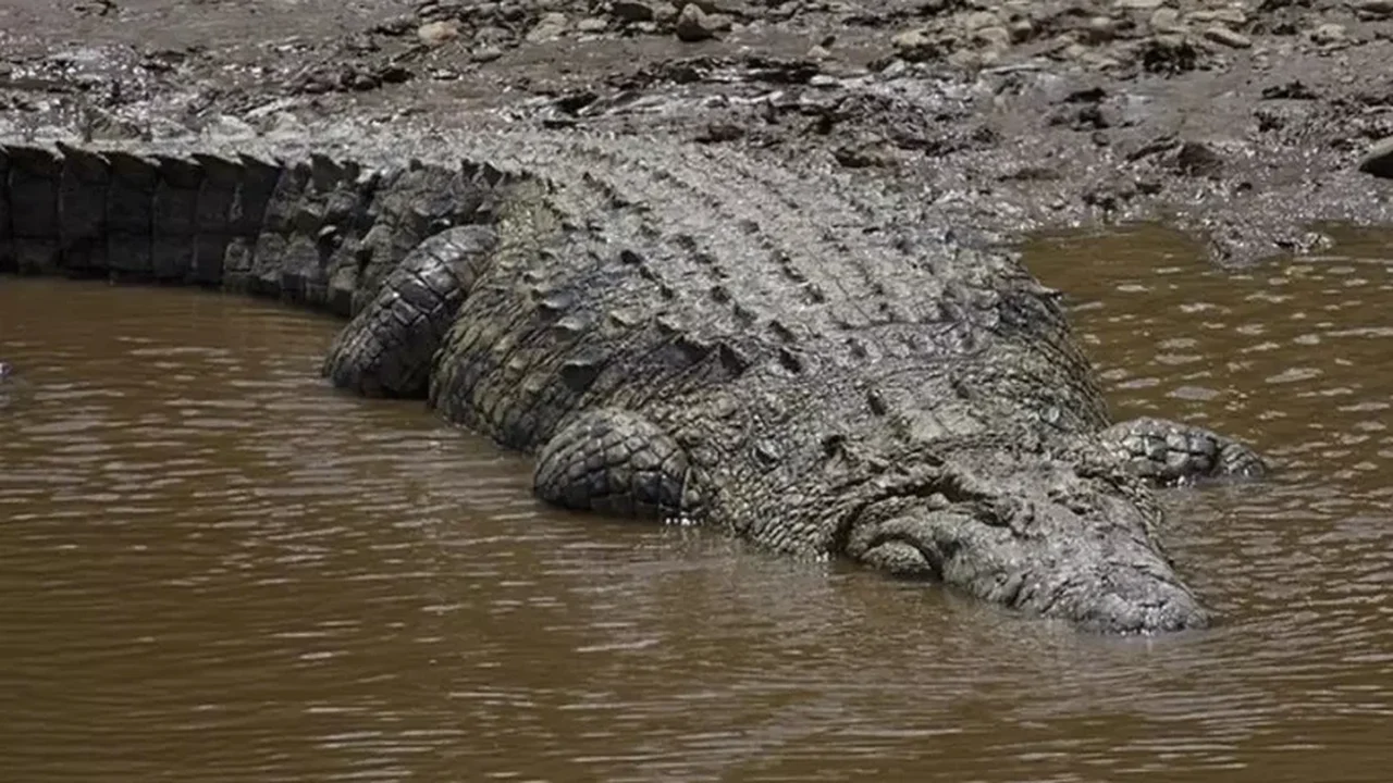 Na Austrália, morre o maior crocodilo em cativeiro do mundo