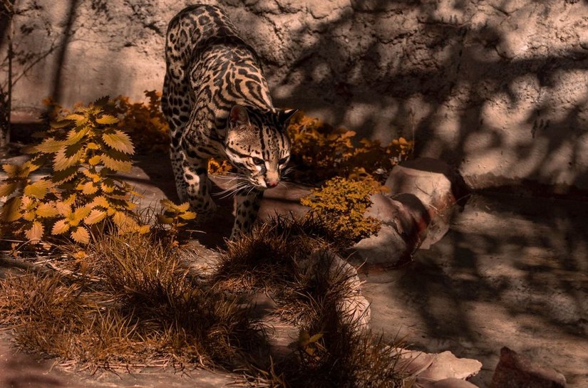 Brasileiro descobre 1ª nova espécie de felino em mais de 100 anos