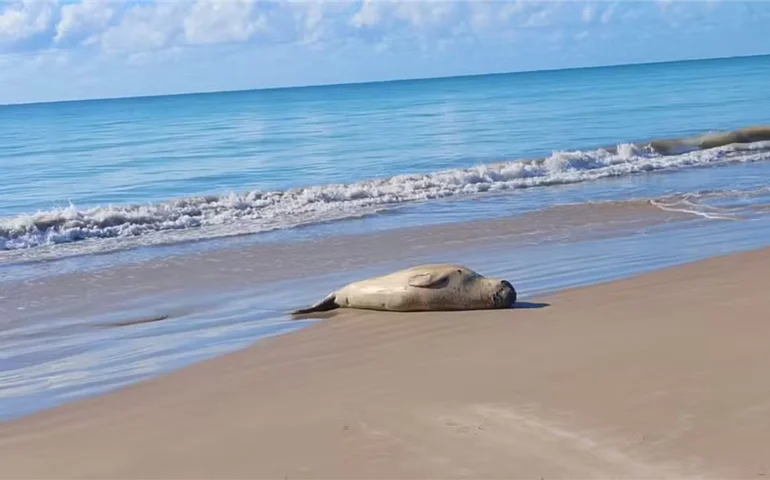 Audiência pública debate morte de elefante-marinho no litoral de Maceió