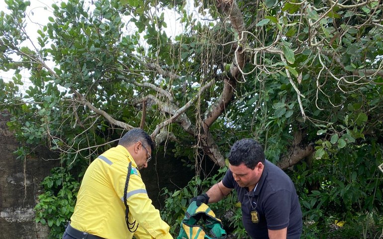Fiscais da Seduma encontram mais de 90 coletes de mototáxi em barraca de caldo de cana