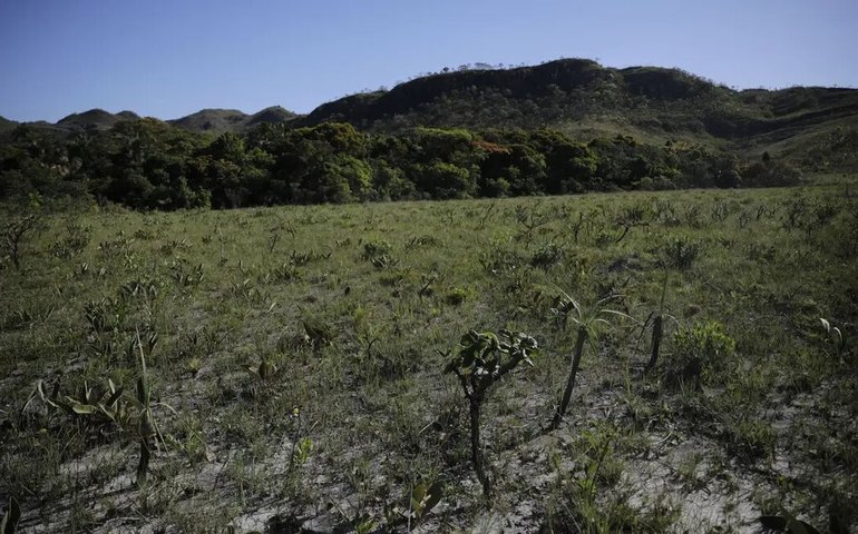 Venda de áreas de pesquisa ameaça o que resta do bioma Cerrado em SP, avalia APqC