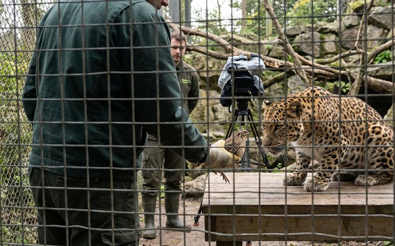 Com uma codorna, tratadores conquistam leopardo mau-humorado no zoológico de Moscou