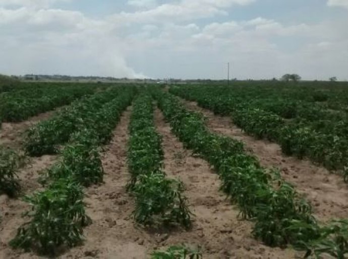 Emater e Embrapa realizam Dia de Campo sobre mandioca em Junqueiro