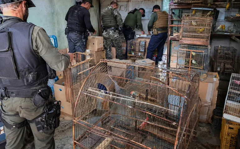 Alagoas vira peça-chave em corredor do tráfico de animais no Nordeste