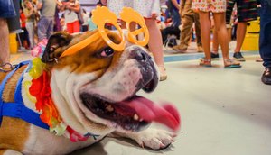 Pet no CarnavAU