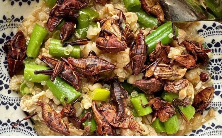 Biscoito de larvas e macarrão com grilo: chef de cozinha estimula consumo de insetos nos EUA