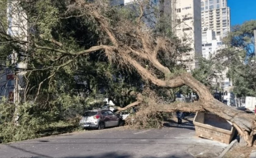 Árvore cai na Haddock Lobo e deixa imóveis na região dos Jardins sem luz