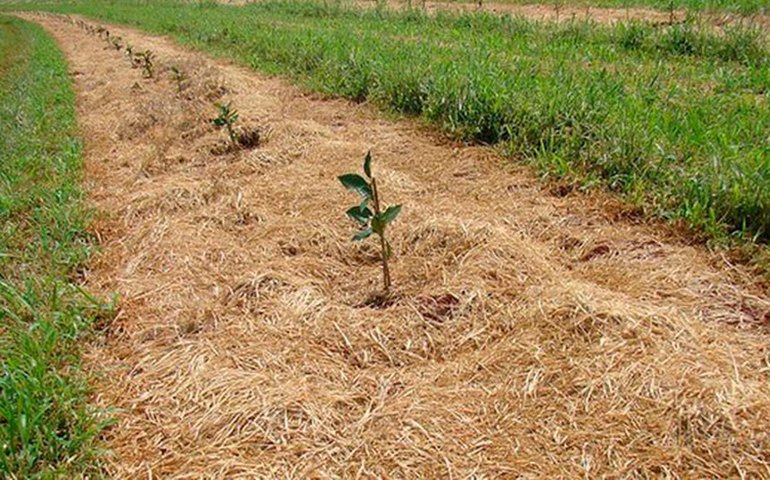 Dia Nacional do Plantio Direto será em outubro