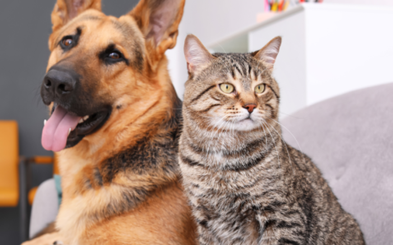 Cães e gatos também são considerados espécies invasoras no Brasil