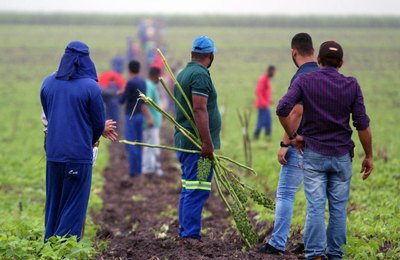 Projeto Maná: Prefeitura de Coruripe finaliza entrega dos lotes aos 300 beneficiários
