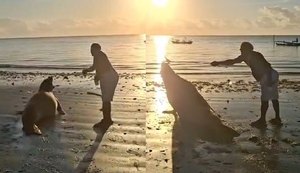 elefante-marinho-interacao-barra-de-santo-antonio-foto-reproducao_widexl