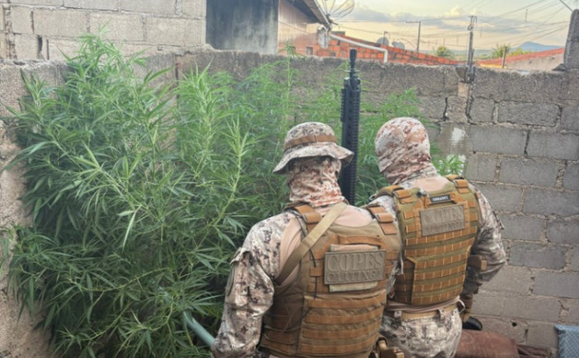 PM encontra plantação de maconha em quintal de oficina no Sertão de Alagoas