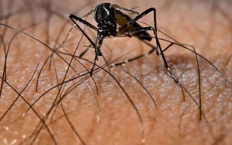 Cresce risco de transmissão de dengue e chikungunya na Itália