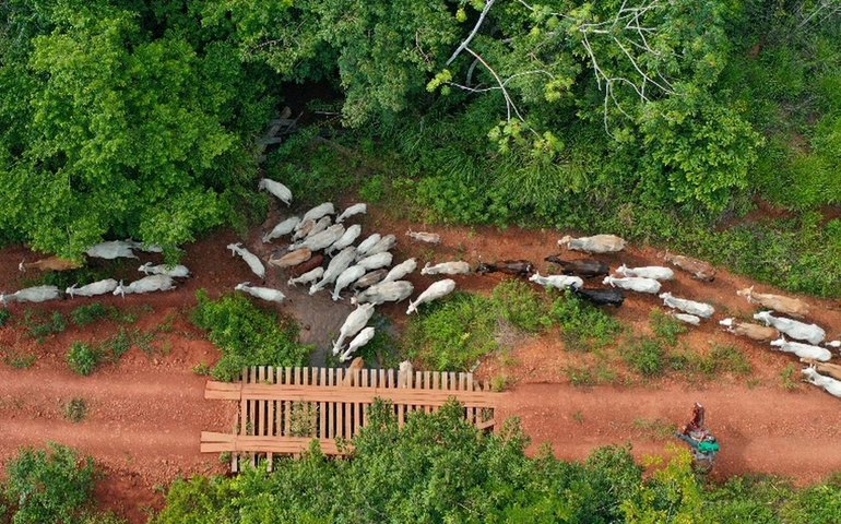 Ibama diz que vaqueiro foi alvo de emboscada na TI Apyterewa