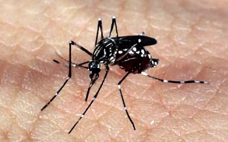 Governo colombiano declara emergência sanitária por alta no número de casos de febre amarela