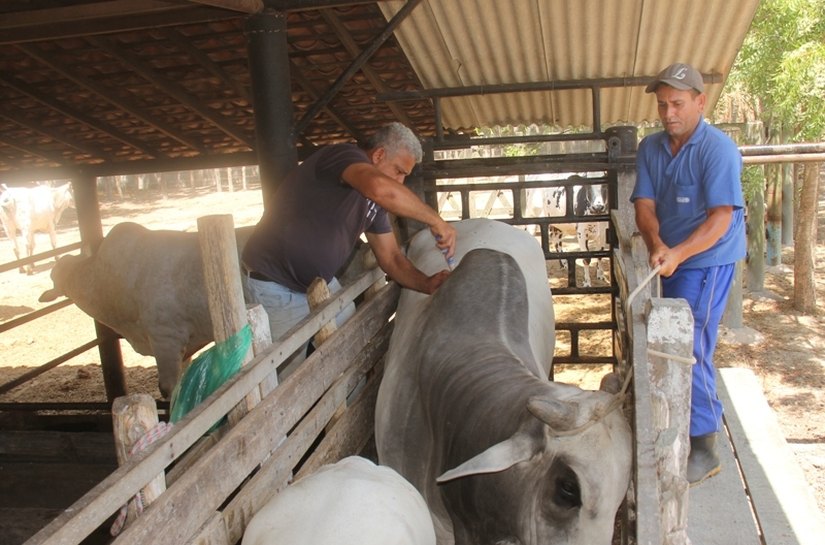 Secretaria de Agricultura de Campo Alegre realiza dia de vacinação assistida contra a Aftosa