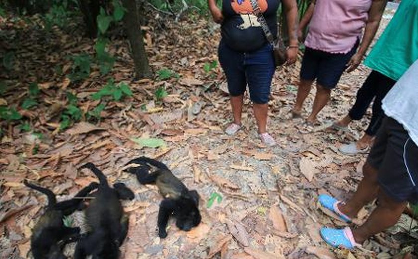 Macacos morrem ao cair das árvores em meio a onda de calor no México