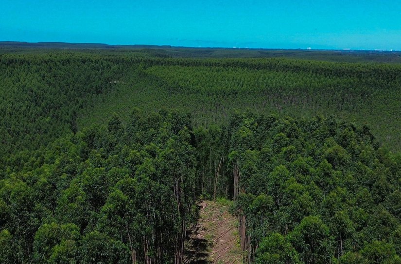 Alagoas expande áreas de florestas plantadas com eucalipto