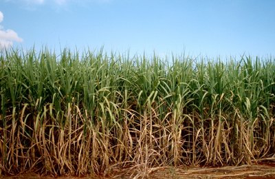 Conab estima safra de cana recorde em Alagoas