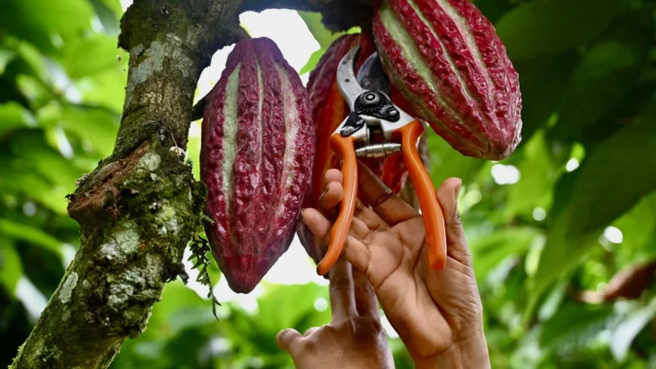 Cacau é valorizado como 'ouro' no Equador e atrai crime organizado