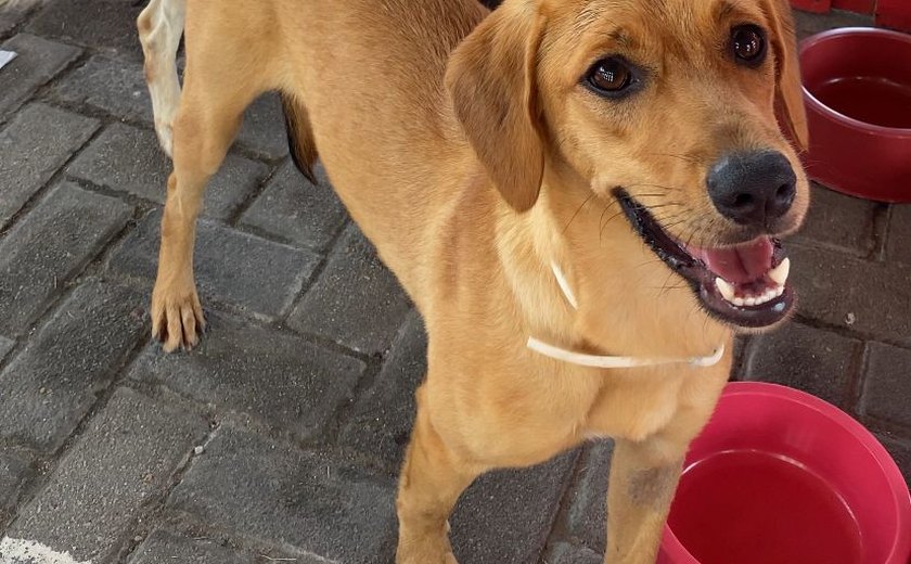 Parque Shopping Maceió realiza Feira de Adoção Pets com animais resgatados