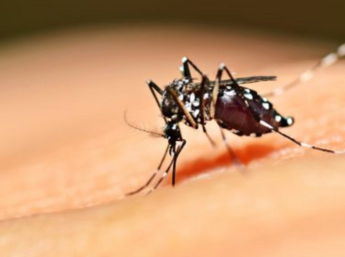 Aedes aegypti: confira onde fazer exames de sorologia