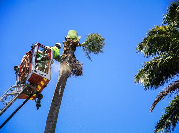 Operação remove palmeiras sob risco de queda no Farol