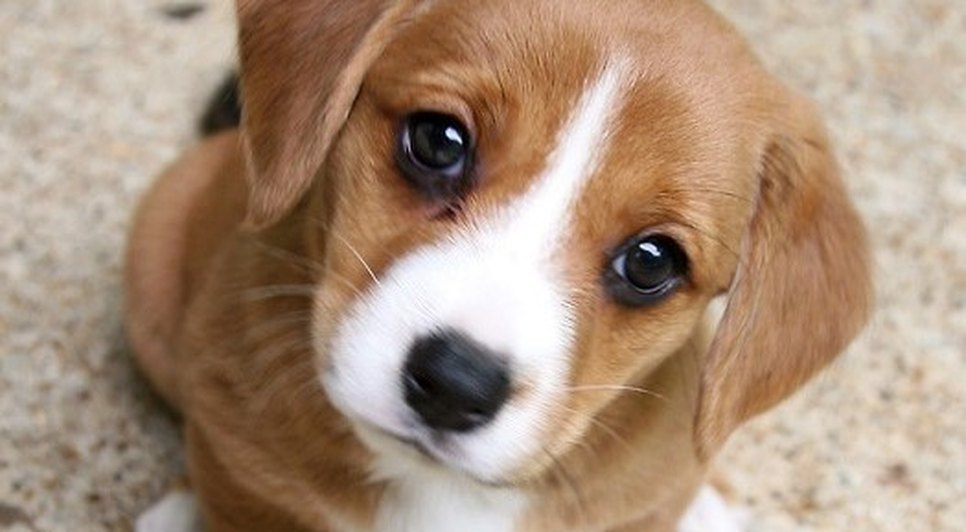 Shopping promove adoção de cães e gatos em Aracaju neste sábado
